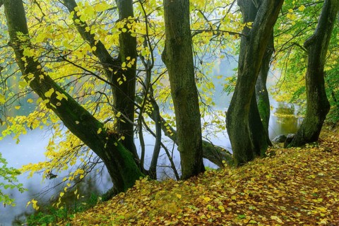 View of the lake Schmaler Luzin in the Feldberger Seenlandschaft in autumn