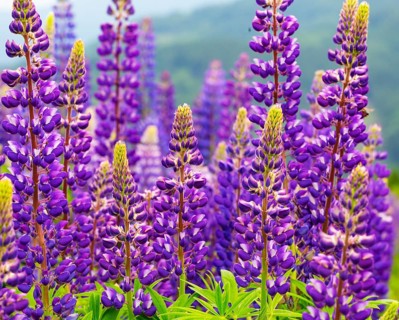 Lupines