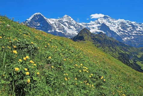 Mountain meadow with troll flowers on the Maennlichen in front of the triumvirate