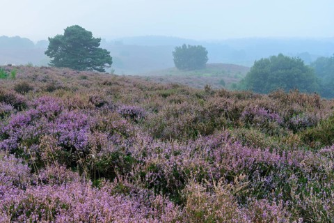 Pine in blooming heath with fog in the valleys