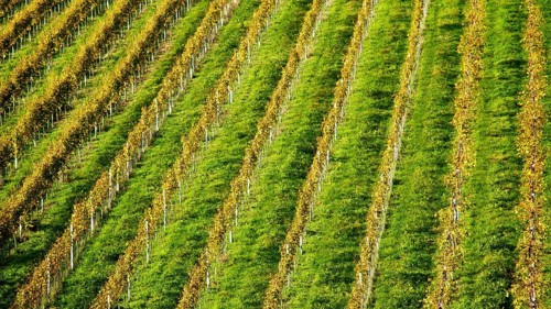 Vineyard