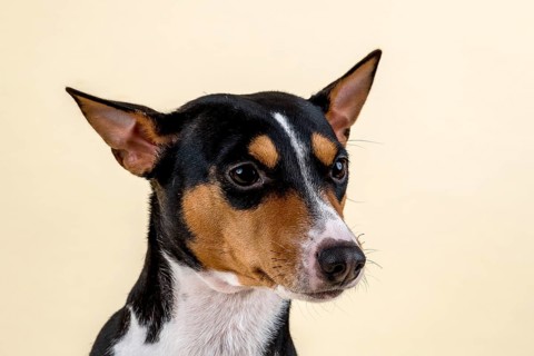 Basenji or Congo Terrier (Canis lupus familiaris)