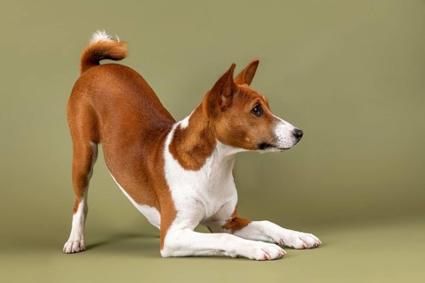 Basenji or Congo Terrier (Canis lupus familiaris)