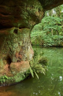 Rock with fern at the river Schwarzach