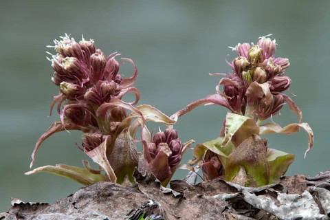 Common butterbur (Petasites hybridus)