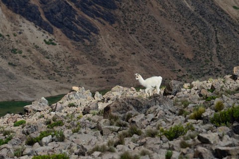 Vicuna (Vicugna vicugna ) on rocky ground