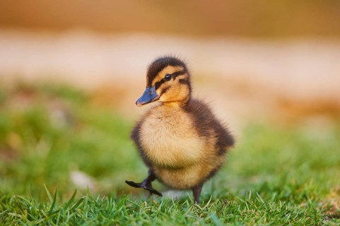 Mallard (Anas platyrhynchos )