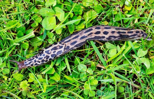 Great grey slug