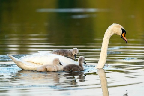 Mute swan (cygnus olor)