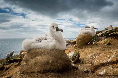 Black-browed Albatross (Thalassarche melanophris) chick on its nest