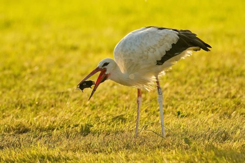 White stork (Ciconia ciconia) captures European mole (Talpa europaea)