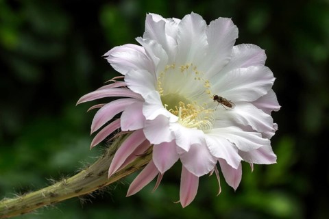 Cactus flower