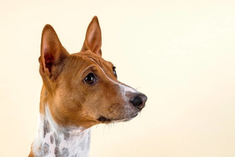 Basenji or Congo Terrier (Canis lupus familiaris)