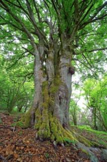 Old gnarled beech (Fagus sylvatica)