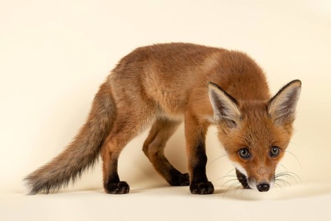 Red fox (Vulpes vulpes)