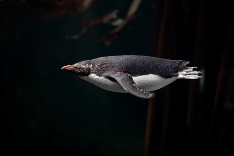 Northern Rockhopper Penguin (Eudyptes chrysocome)