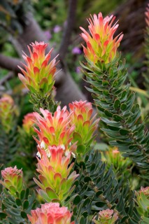 Protea