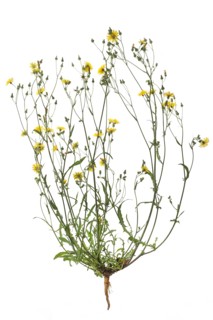 Small headed Pippau (Crepis capillaris) on white background