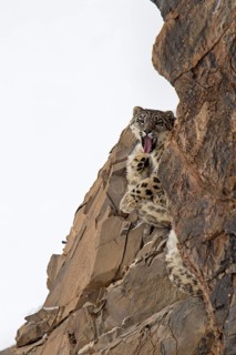 Snow leopard (Panthera uncia) sitting and yawning on a frozen cliff