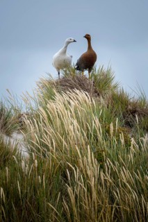 Upland Geese (Chloephaga picta)
