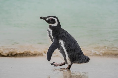 Magellanic penguin (Spheniscus magellanicus) at the beach