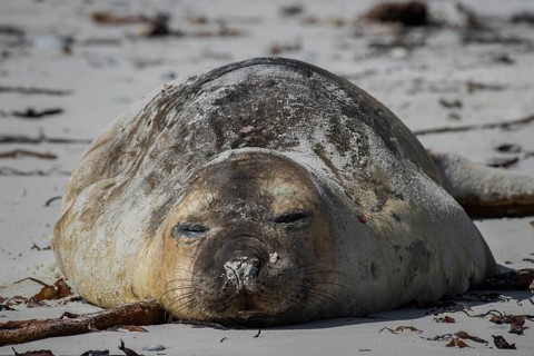 Southern elephant seal (Mirounga leonina)