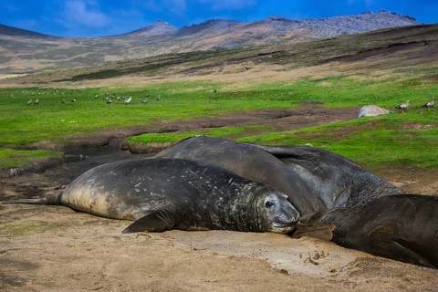 Southern elephant seals (Mirounga leonina)