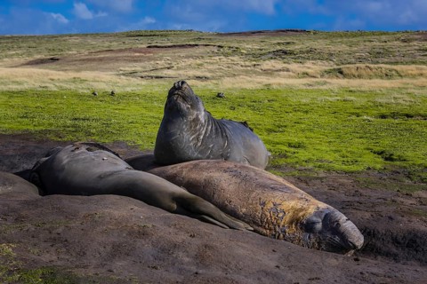 Southern elephant seal (Mirounga leonina)