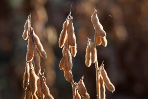 Mature Soybean ready to Harvest near Luis Eduardo Magalhaes