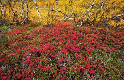 Autumnally discolored vegetation