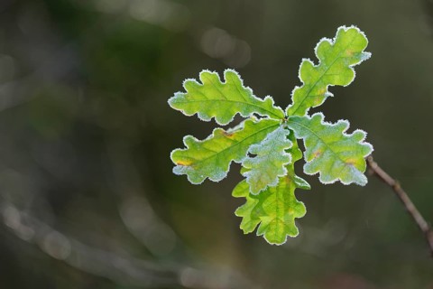 Leaf of a (Quercus) in autumn