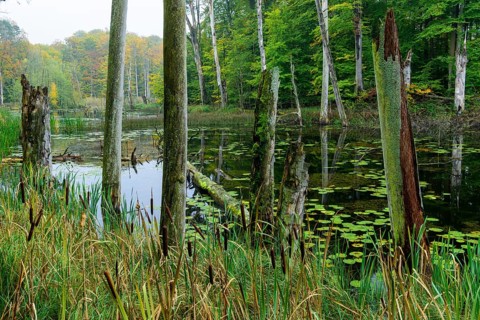 Schweingartensee in the UNESCO World Natural Heritage Site beech forest Serrahn in autumn