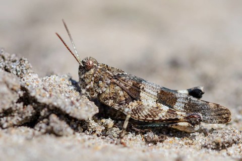 Blue-winged grasshopper (Oedipoda caerulescens ) on sandy soil