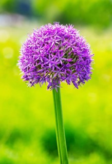 Allium (Allium aflatunense)