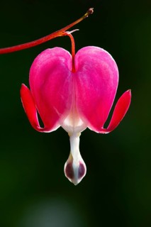 Old-fashioned bleeding-heart (Lamprocapnos spectabilis)