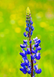 Lupines