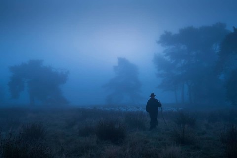 Shepherd with a flock of sheep in the heath at the Thuelsfelder Talsperrezur blauen Stunde