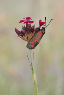Six-spot burnet (Zygaena filipendulae) sits on a flowering plant