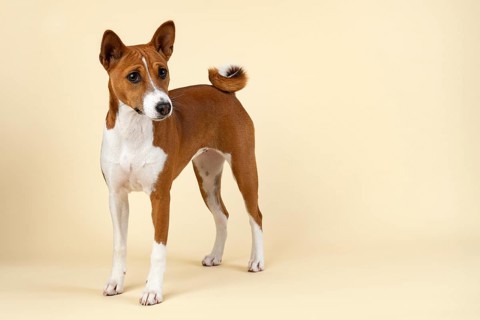 Basenji or Congo Terrier (Canis lupus familiaris)