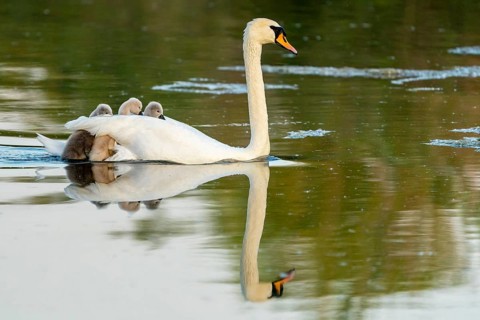 Mute swan (cygnus olor)