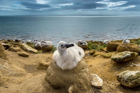 Black-browed Albatross (Thalassarche melanophris) chick on its nest