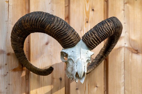 Skull of a mouflon (Ovis gmelini musimon) on a wooden wall