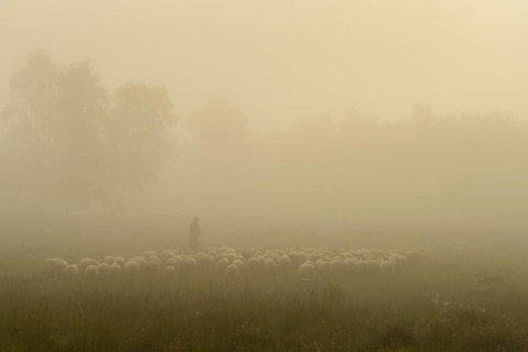 Shepherd with a flock of sheep in the heath at the Thuelsfeld dam at sunrise in the fog