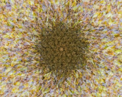 Autumn mosaic