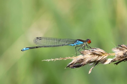 Small Red-eyed Damselfly (Erythromma viridulum )