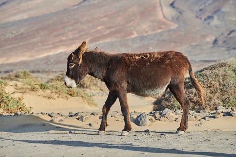 African wild ass (Equus africanus asinus ) in barren landscape