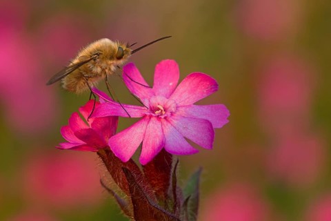 Bee fly (Bombyliidae) sitting on wild carnation in warm light