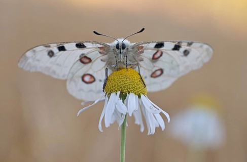 Apollo (parnassius apollo) is attached to true camomile (Matricaria chamomilla L.)