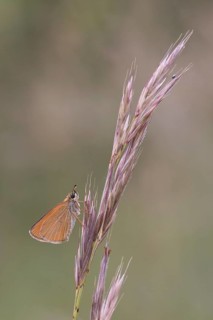 Brownheaded butterfly (Thymelicus sylvestris) sitting on an ear of grass