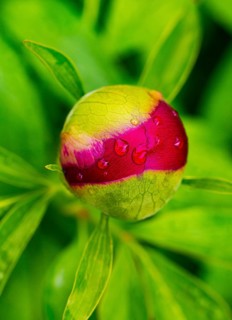 European peony